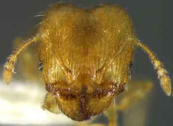 Media type: image;   Entomology 20755 Aspect: head frontal view